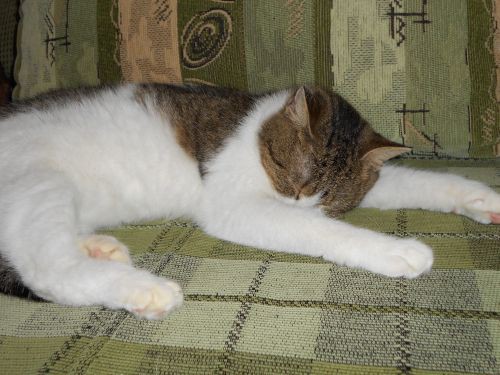 dscn0088.jpg