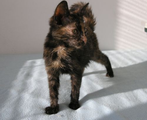 lupi--2-.jpg